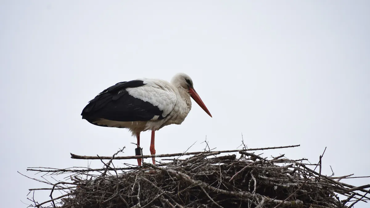 Cigogne blanche debout sur son nid au Zwin, sur fond de ciel gris clair
