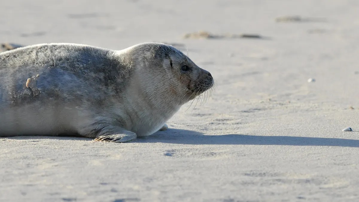 Phoque gris couché sur le sable d'une plage ensoleillée, vu de profil